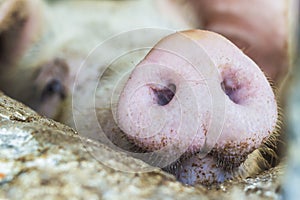 Pig's snout photo